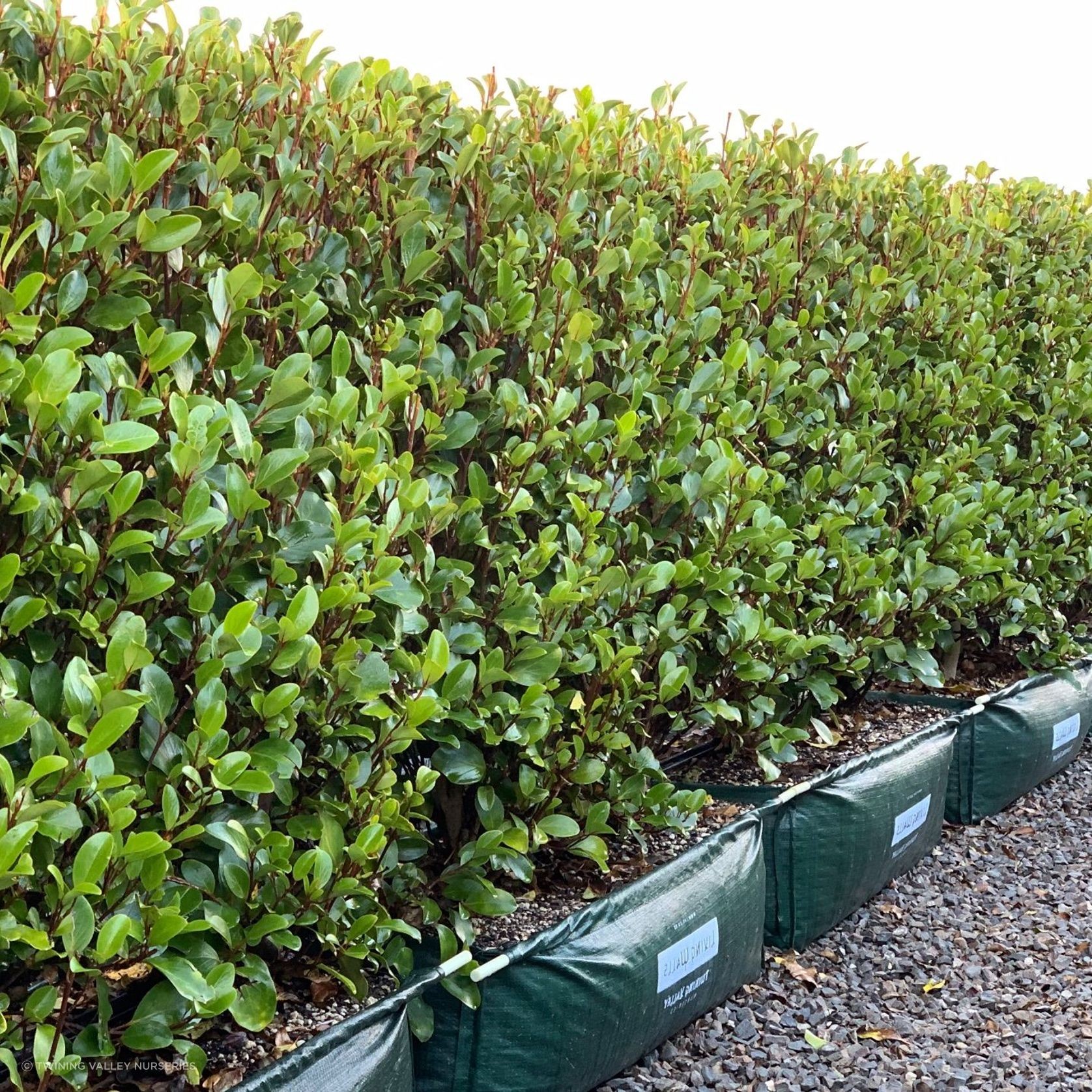 Living Boundary™ – mid-height instant hedge range gallery detail image