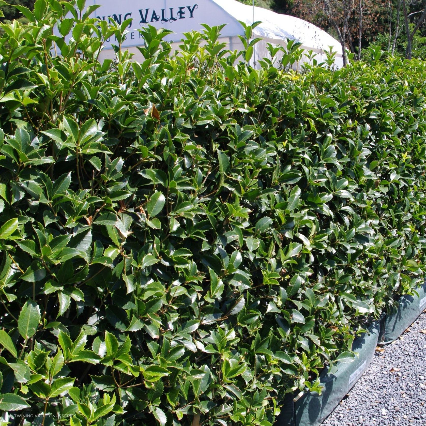 Living Boundary™ – mid-height instant hedge range gallery detail image