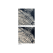 Tassel Fern gallery detail image