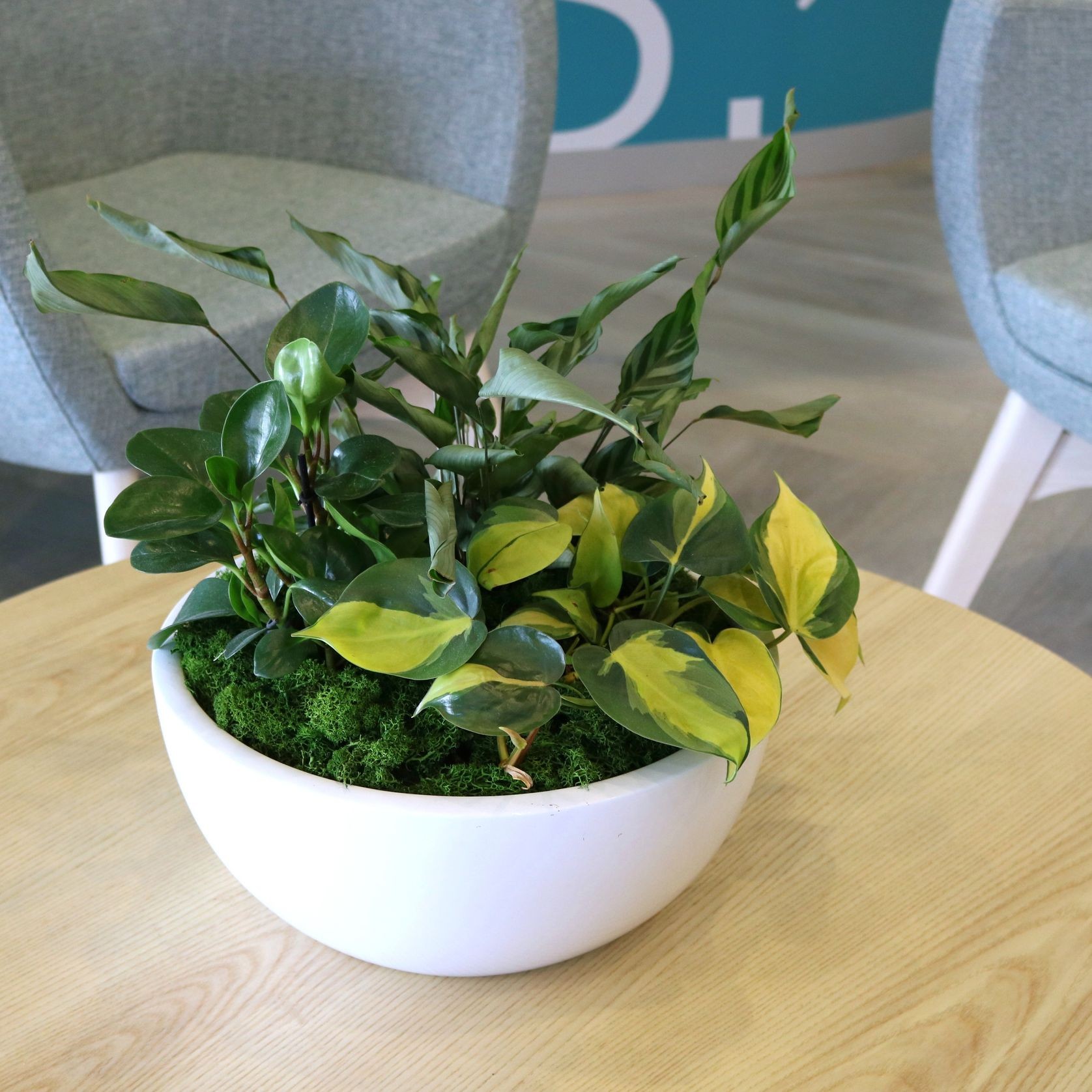 Garden Bowls | Hire Plants gallery detail image