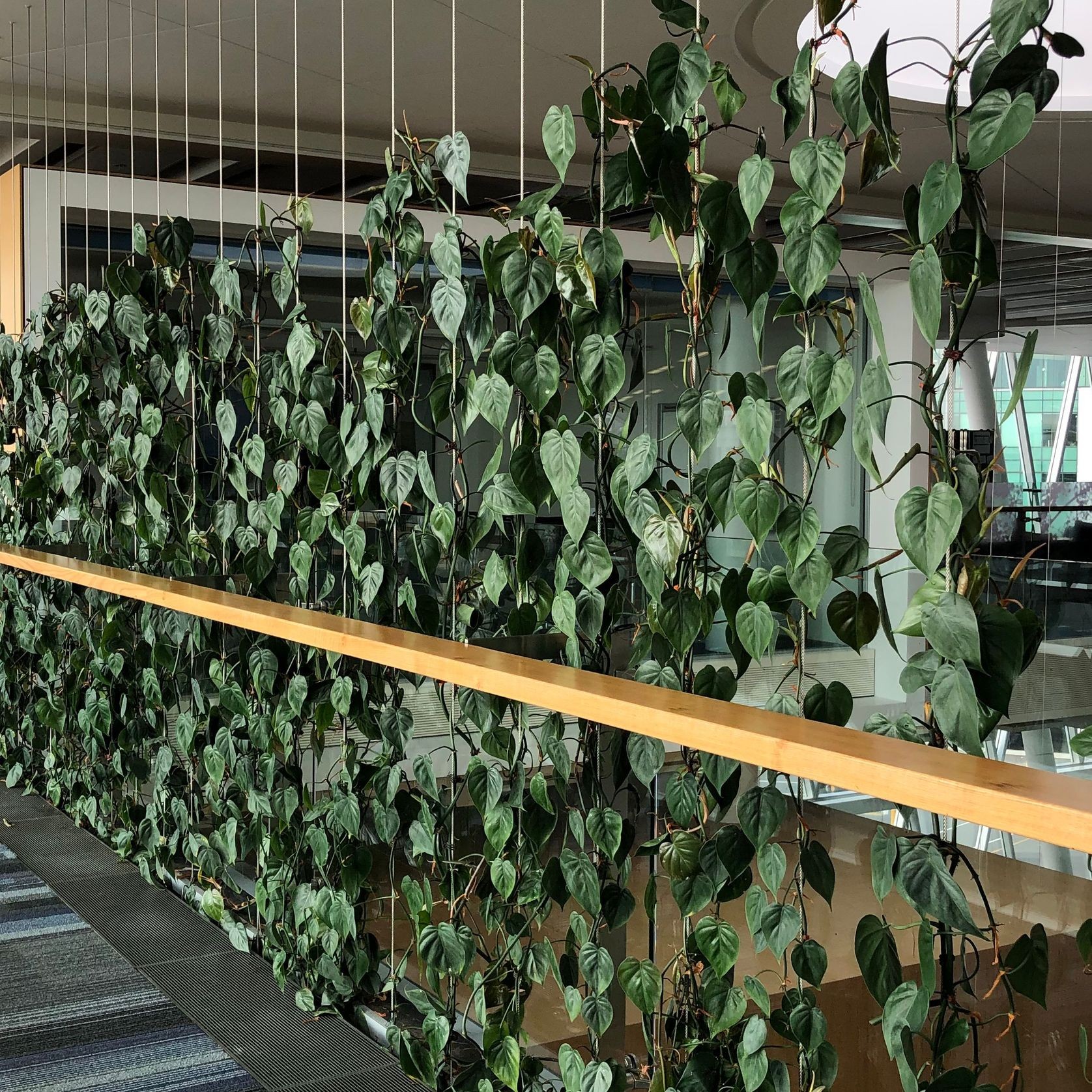 Plant Installations On Wires | Hire Plants gallery detail image